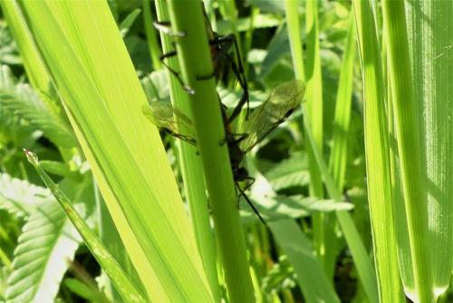 Macrophya annulata
